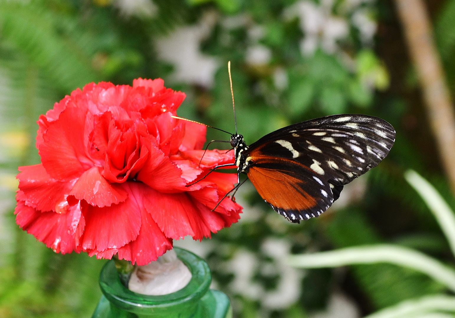 Schmetterling & Blume