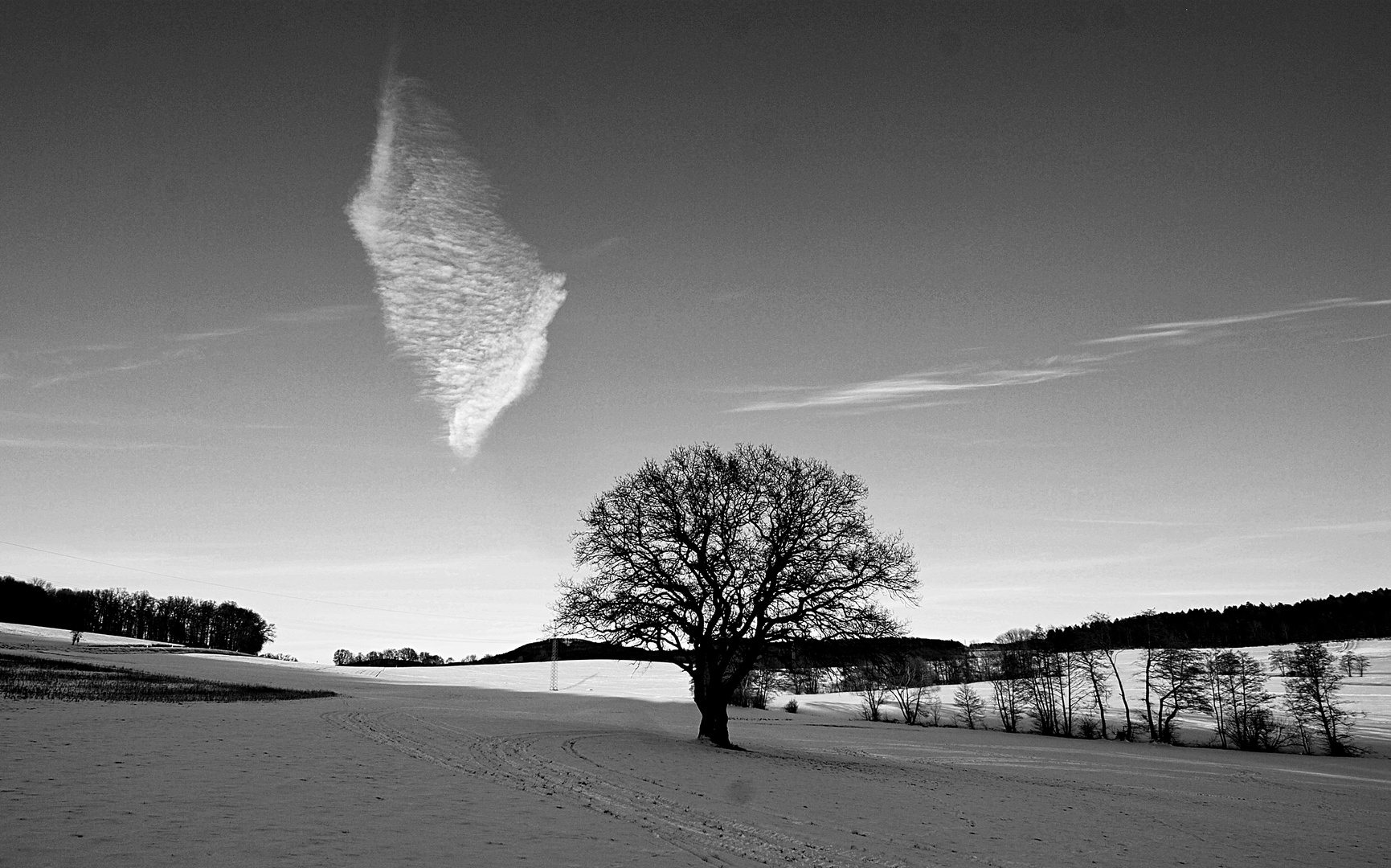 Schmetterling Blute Baum 025