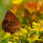 Schmetterling Bokeh...