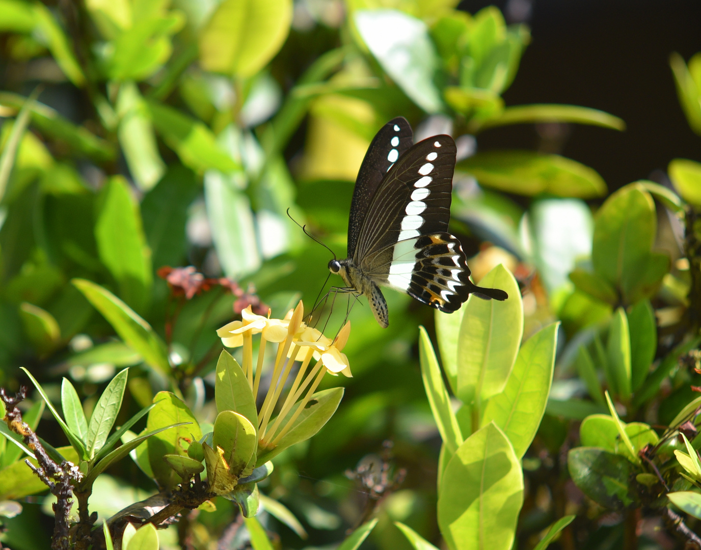 Schmetterling, Borneo