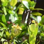 Schmetterling, Borneo