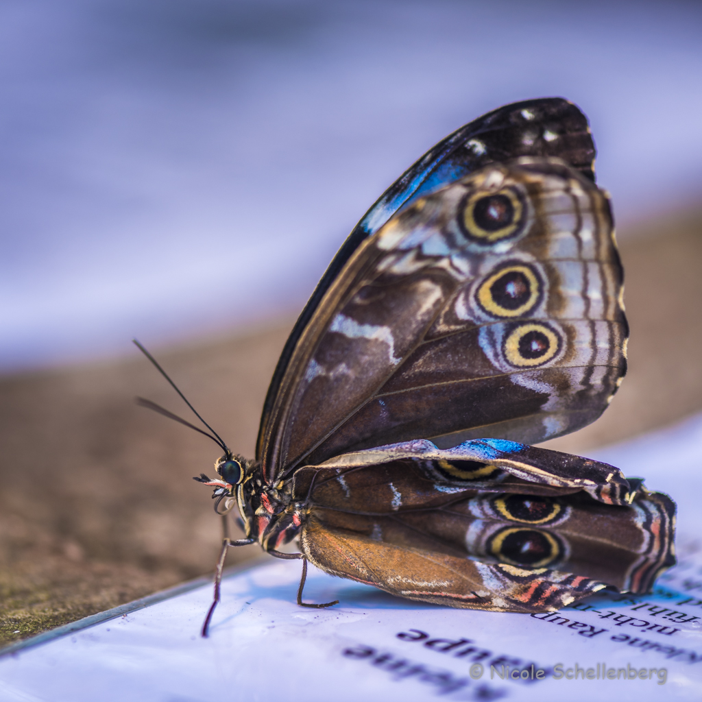 Schmetterling, Botanica, Bremen