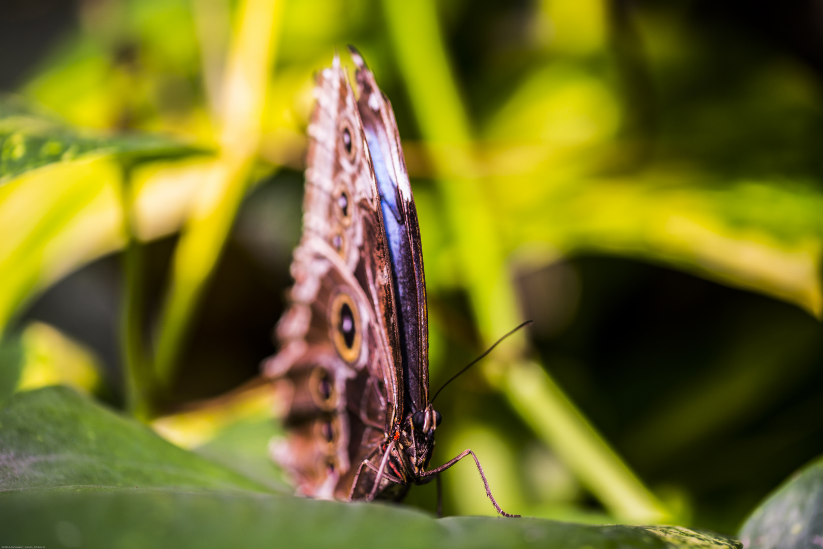 Schmetterling / Botanika Bremen