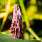 Schmetterling / Botanika Bremen