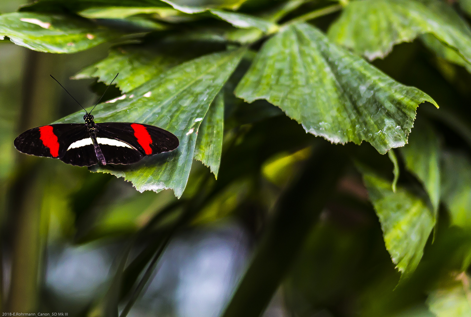 Schmetterling / Botanika Bremen