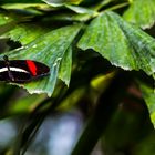 Schmetterling / Botanika Bremen