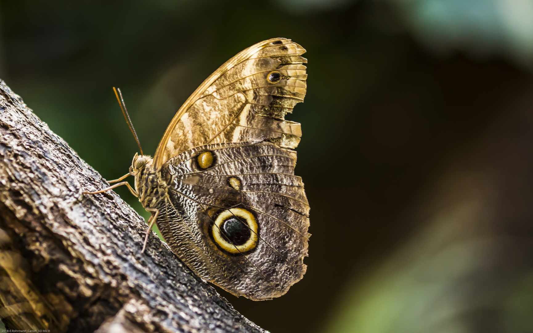 Schmetterling / Botanika Bremen