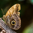 Schmetterling / Botanika Bremen