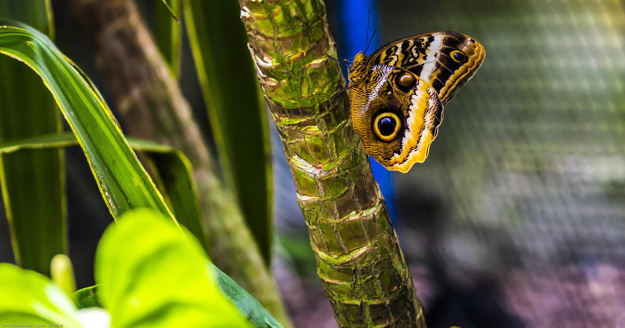 Schmetterling / Botanika Bremen