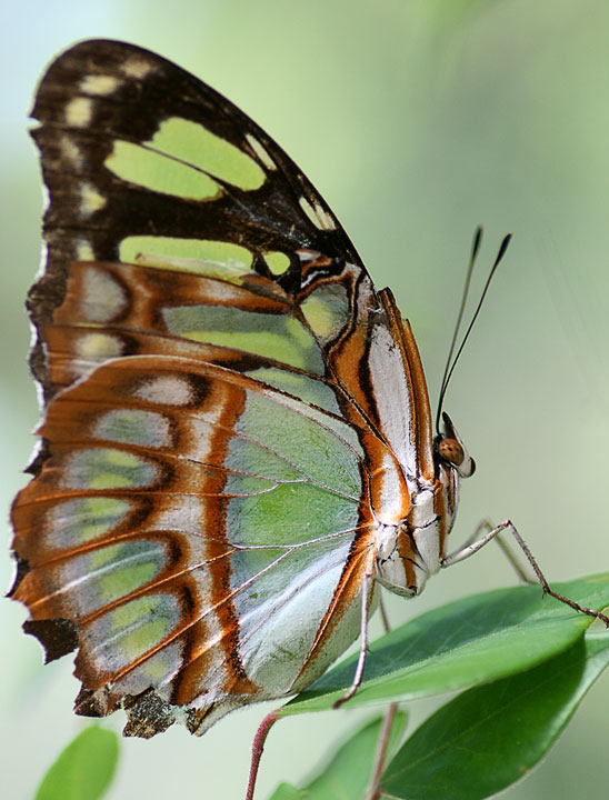 Schmetterling - Botanischer Garten Leipzig