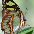 Schmetterling - Botanischer Garten Leipzig
