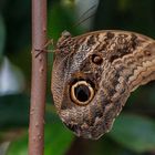 Schmetterling Botanischer Garten München