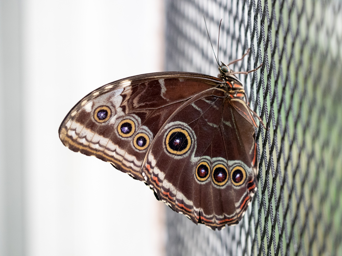 Schmetterling Botanischer Garten München