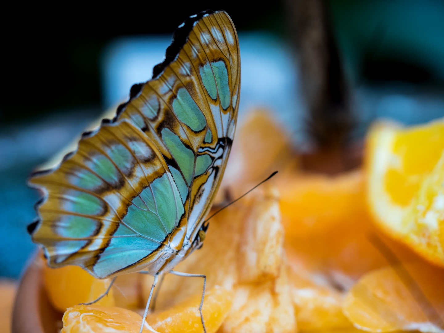 Schmetterling Botanischer Garten München