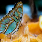 Schmetterling Botanischer Garten München