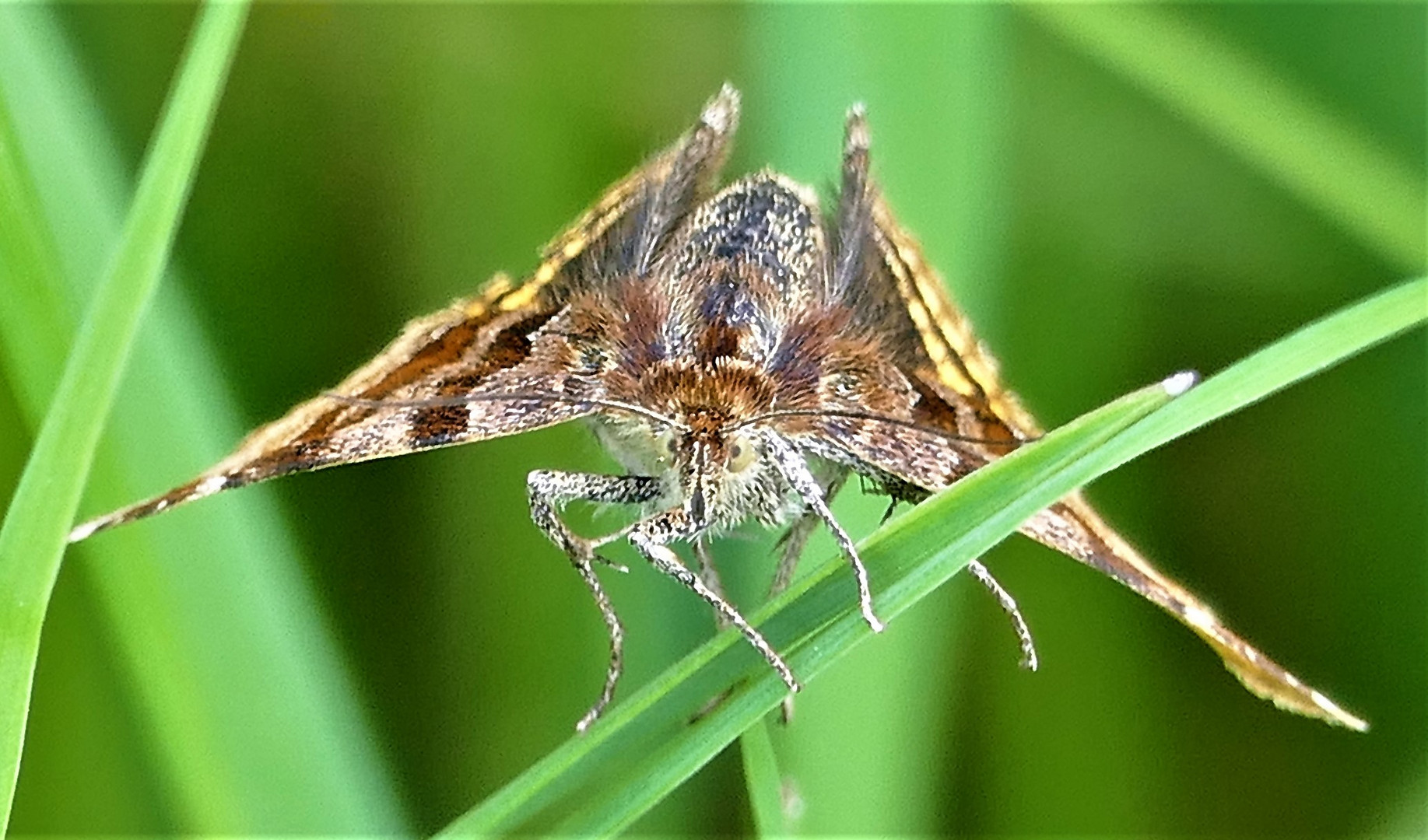 Schmetterling - Braune Tageule