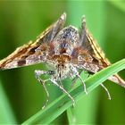 Schmetterling - Braune Tageule