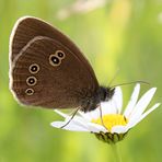 Schmetterling - Braune Waldvogel