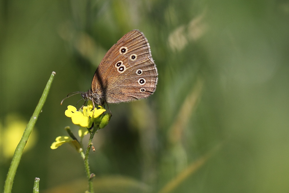 Schmetterling Brauner Waldvogel