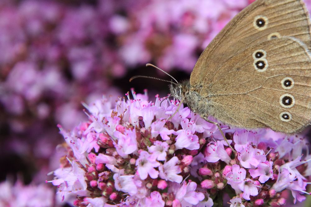 Schmetterling Brauner Waldvogel Foto &amp; Bild tiere