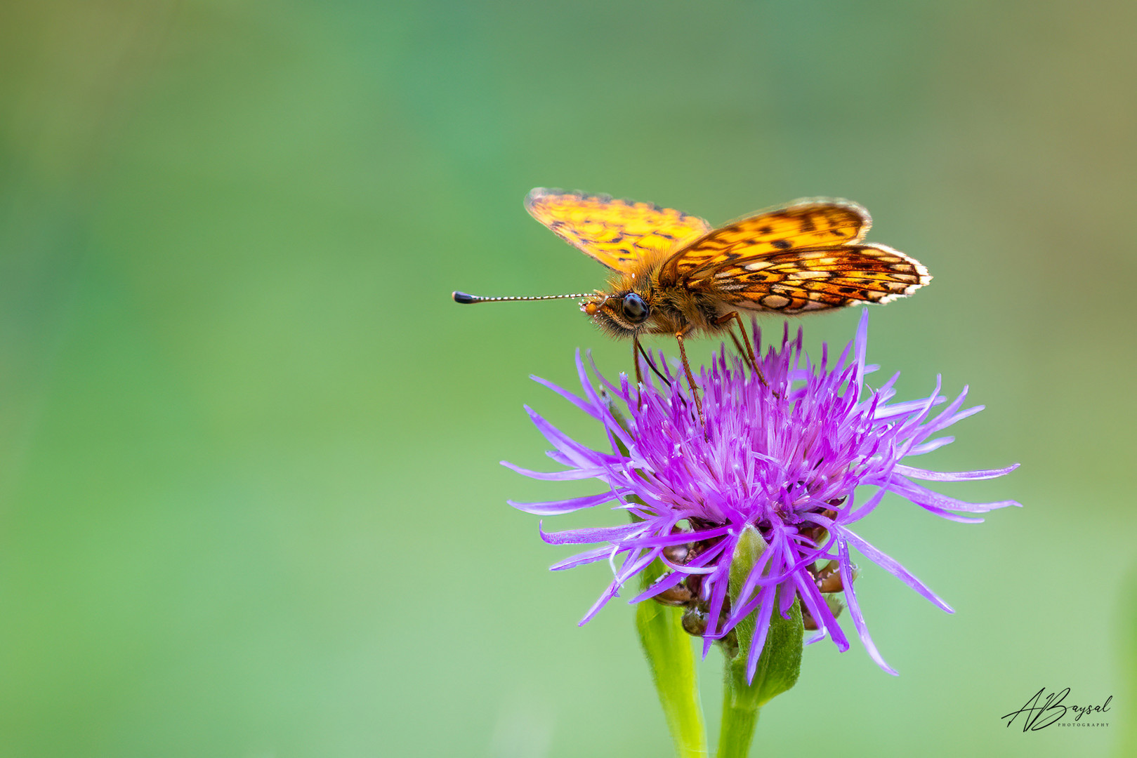 Schmetterling - Braunfleckiger Perlmuttfalter