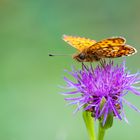 Schmetterling - Braunfleckiger Perlmuttfalter