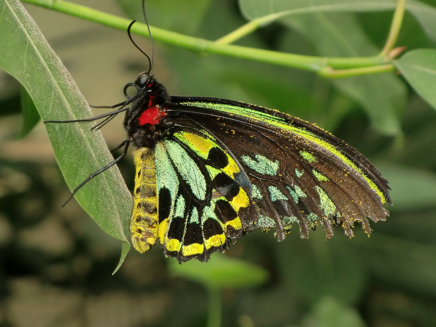 Schmetterling bunt