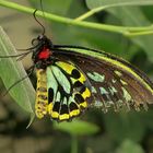 Schmetterling bunt