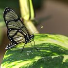 SCHMETTERLING - BUTTERFLY