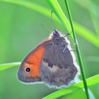 Schmetterling - Butterfly 