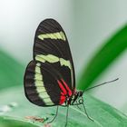 Schmetterling - butterfly