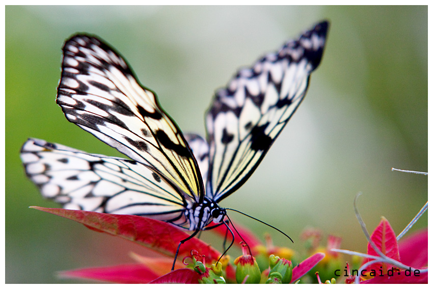 Schmetterling - Butterfly