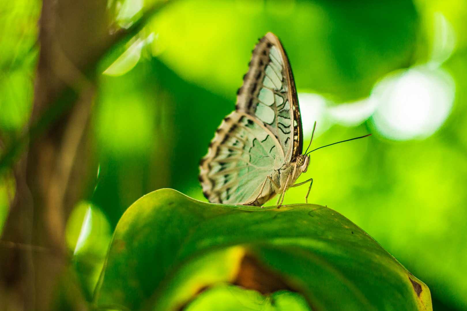 Schmetterling - butterfly