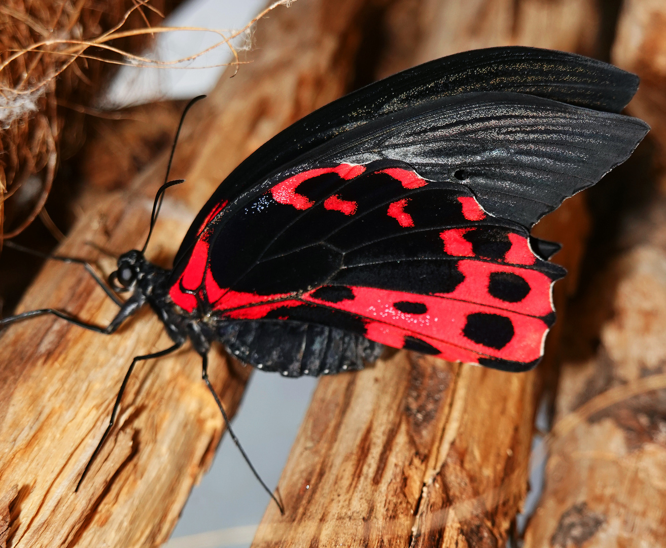 Schmetterling, butterfly.