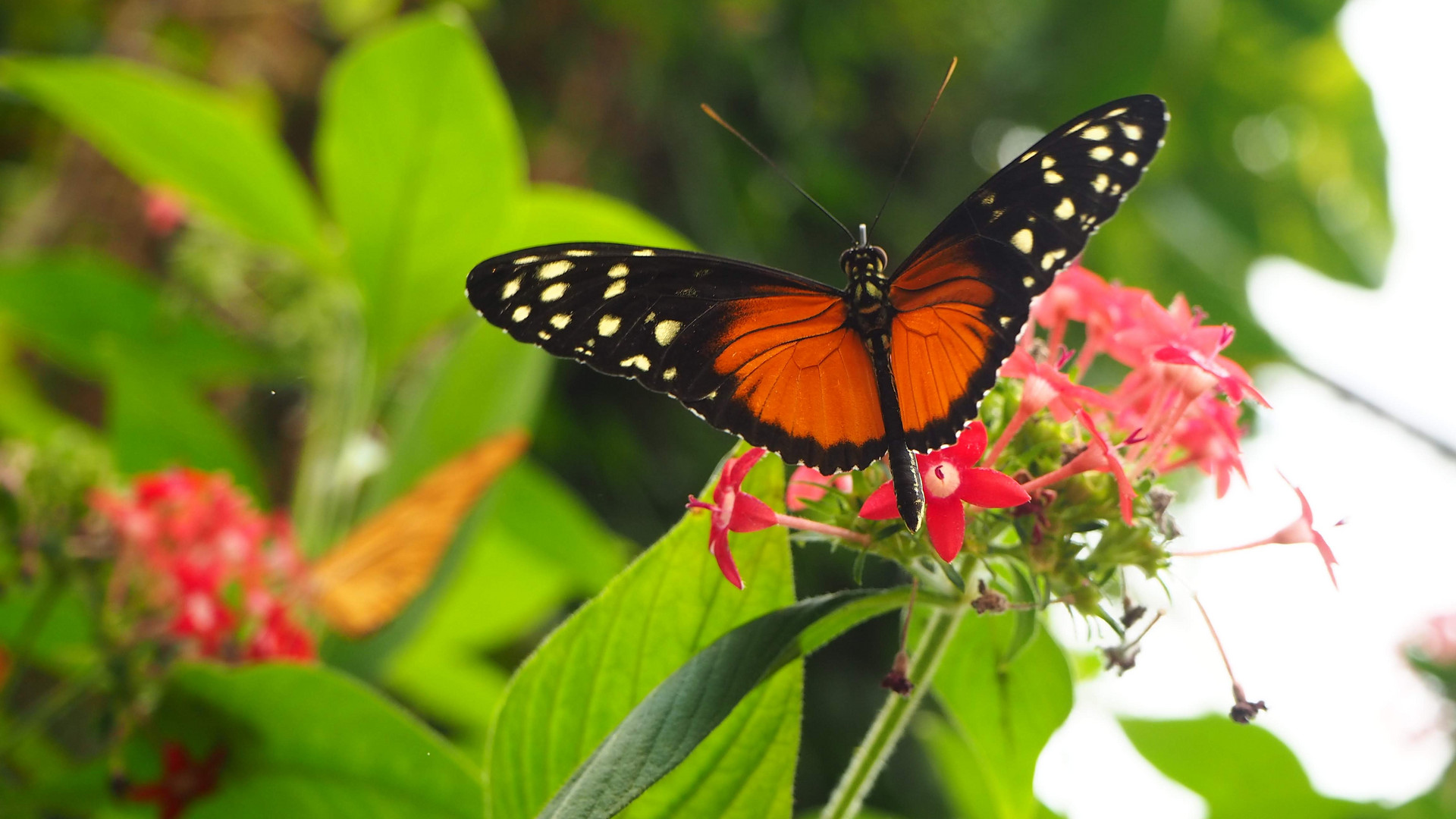 Schmetterling Butterfly Costarica