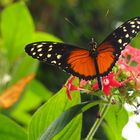 Schmetterling Butterfly Costarica