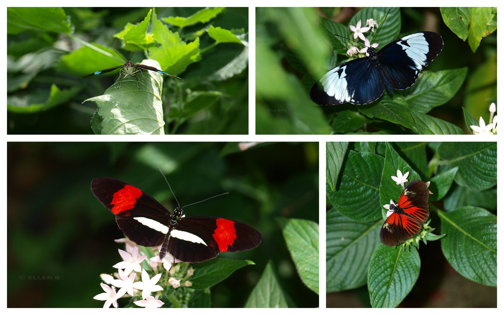 Schmetterling / Butterfly