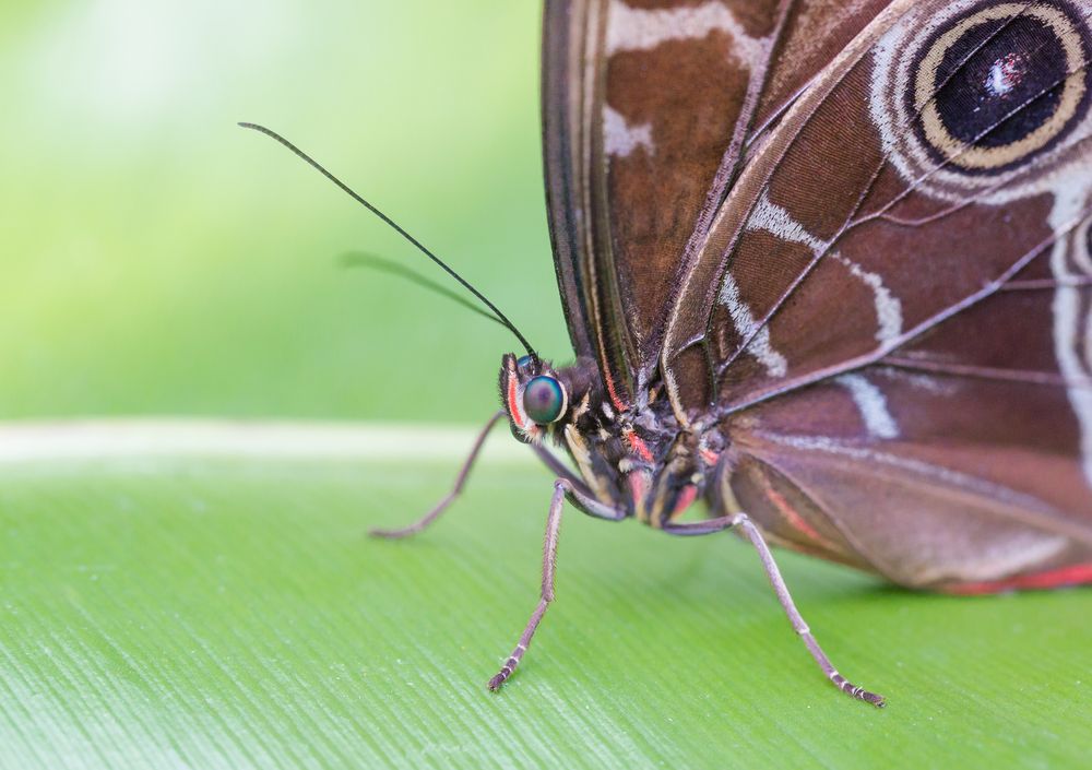 Schmetterling | Butterfly Foto & Bild | tiere, natur Bilder auf