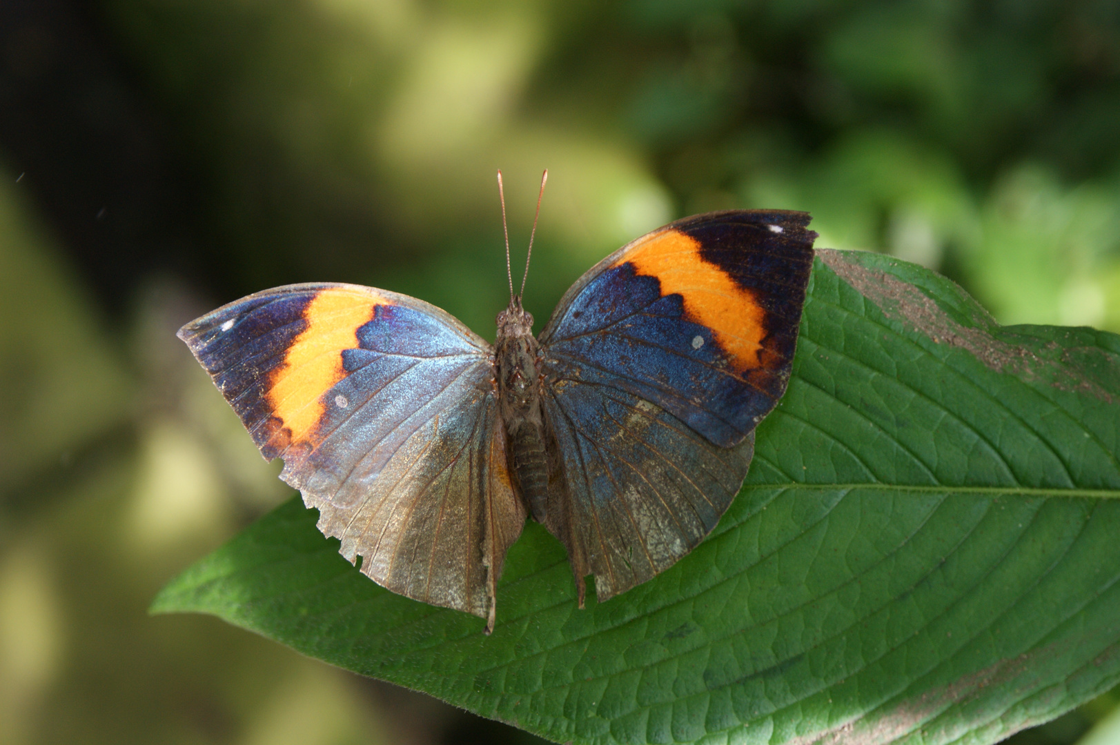 Schmetterling (butterfly)