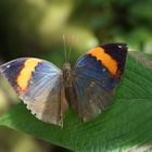 Schmetterling (butterfly)