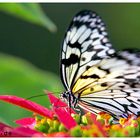 Schmetterling - Butterfly II