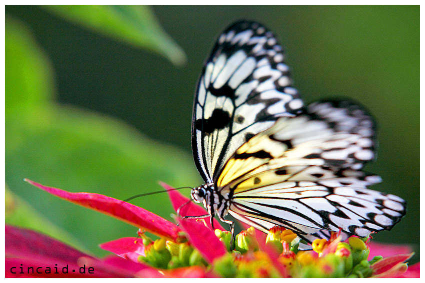 Schmetterling - Butterfly II