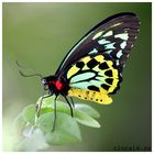 Schmetterling - Butterfly III