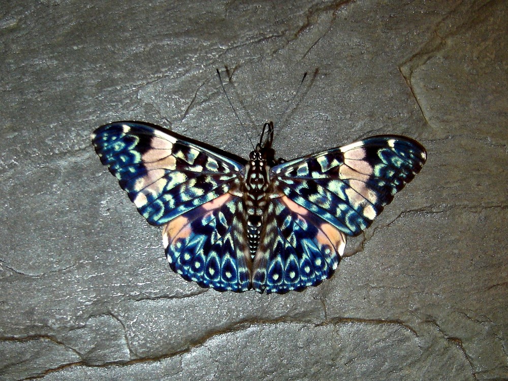 Schmetterling butterfly in Brasilien Brasil