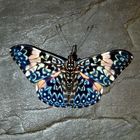 Schmetterling butterfly in Brasilien Brasil