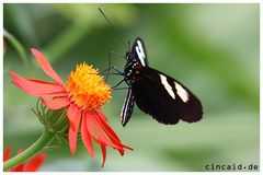 Schmetterling - Butterfly IV