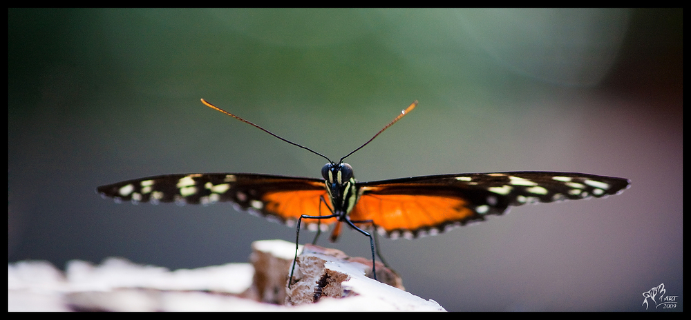 Schmetterling / Butterfly No.1