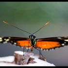 Schmetterling / Butterfly No.1