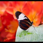 Schmetterling / Butterfly No.2