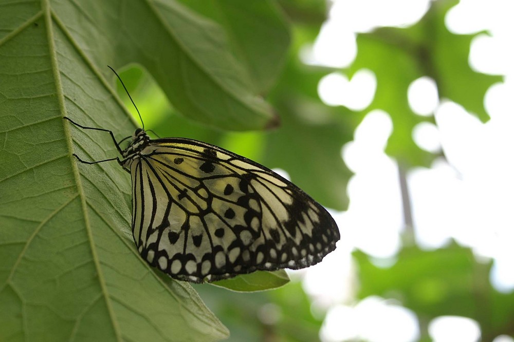 Schmetterling; Butterfly World; Fort Lauderdale